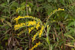 Twistleaf goldenrod